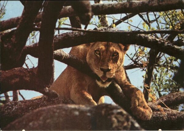Loewe Lion Afrika