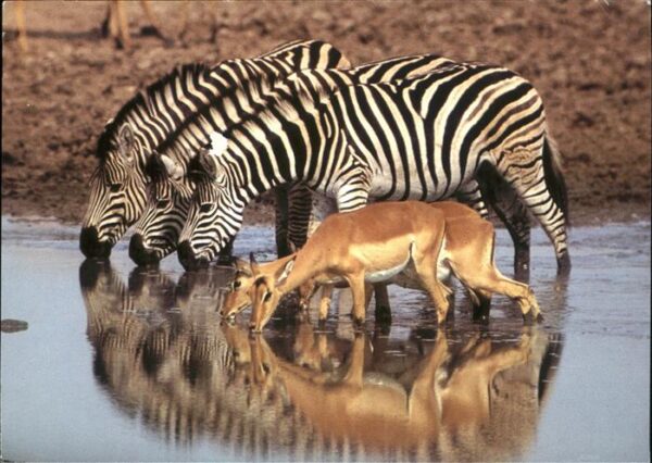 Zebra Impala Südafrika