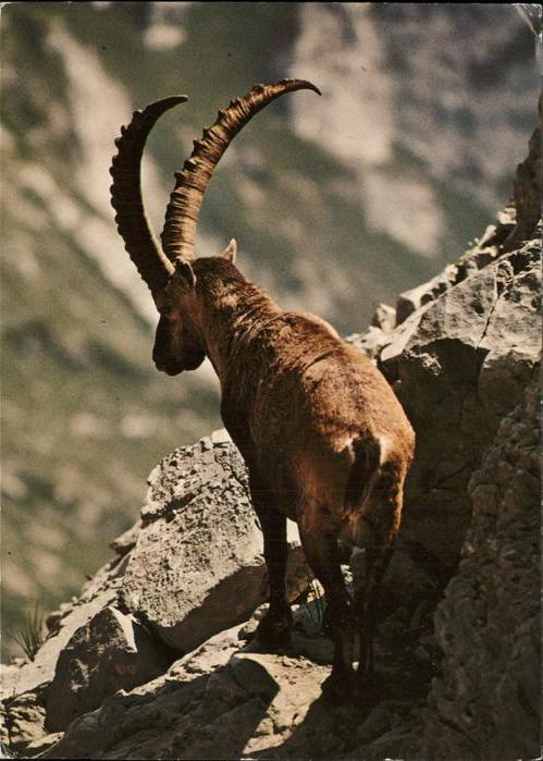 Steinbock Bouquetin Ibey Steenbock