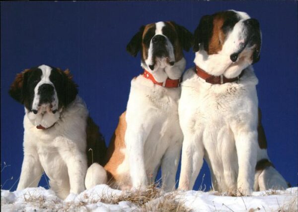 Hunde Bernhadiner