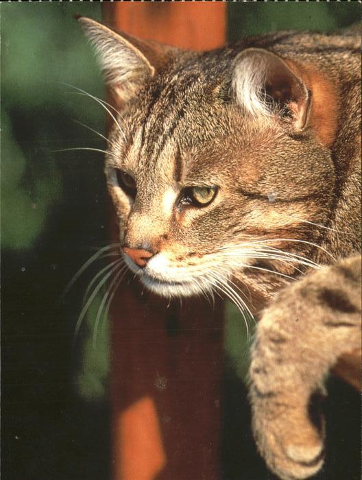 Katzen