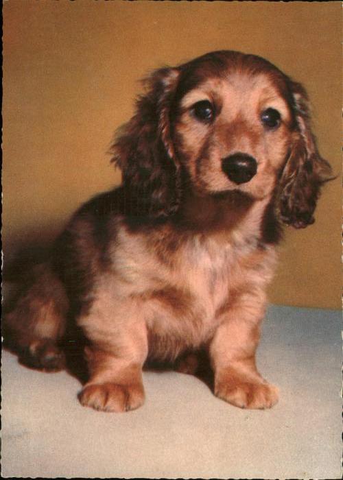 Hunde