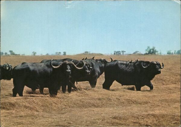 Bueffel Buffalo Afrika