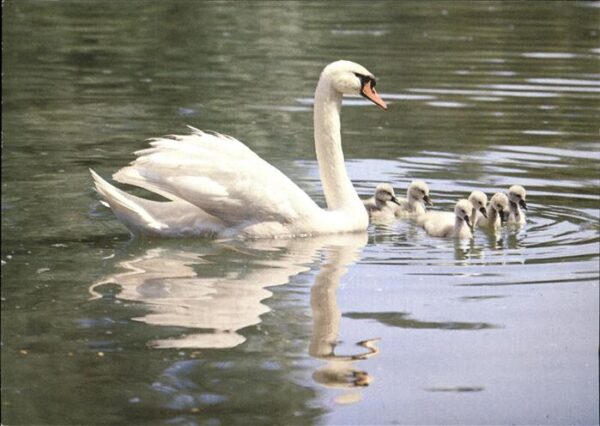 Schwan Höckerschwäne cygnus swans