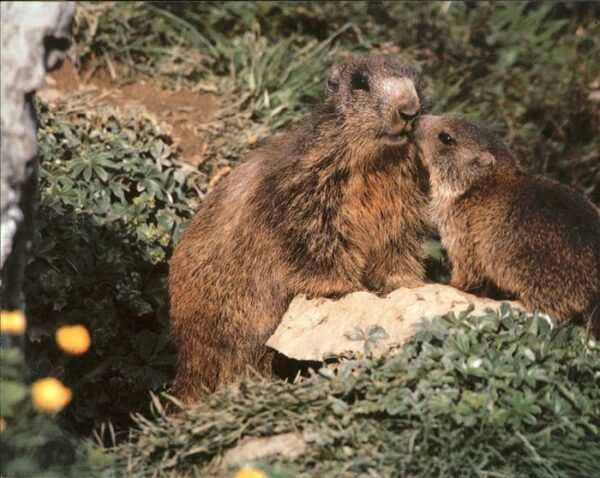 Tiere Murmeltiere marmots