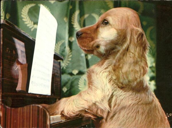 Hunde Klavier