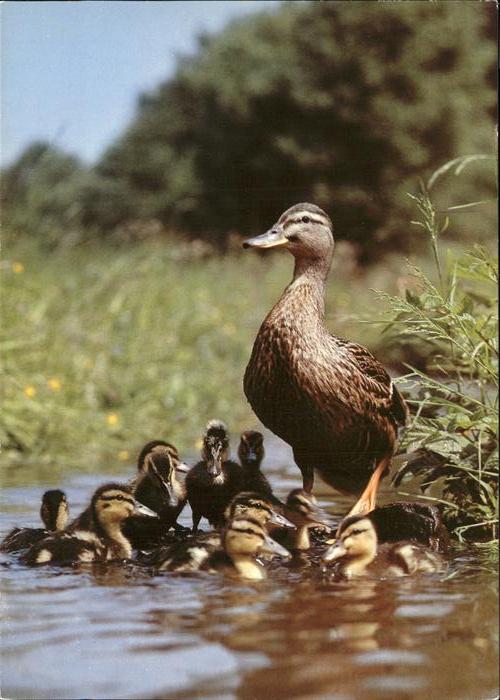 Enten Stockenten Mallards