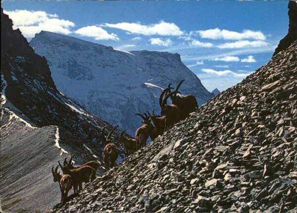 Steinbock Steinwild Grosslohner