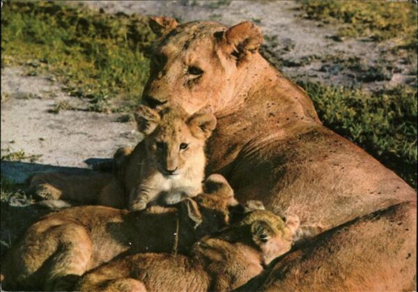 Loewe Afrika
