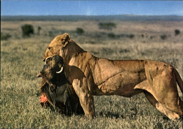 Loewe Lioness Afrika
