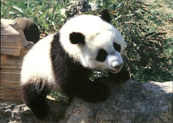 Pandabaer Giant-Panda