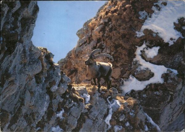 Steinbock Capra ibex Alpensteinbock Bouquetin