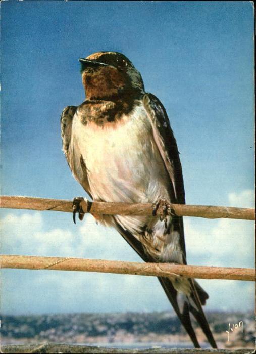 Voegel Hirondelle
