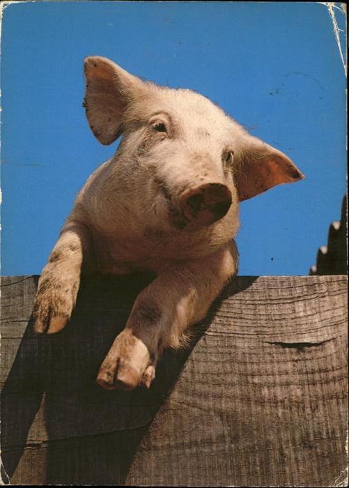 Schweine