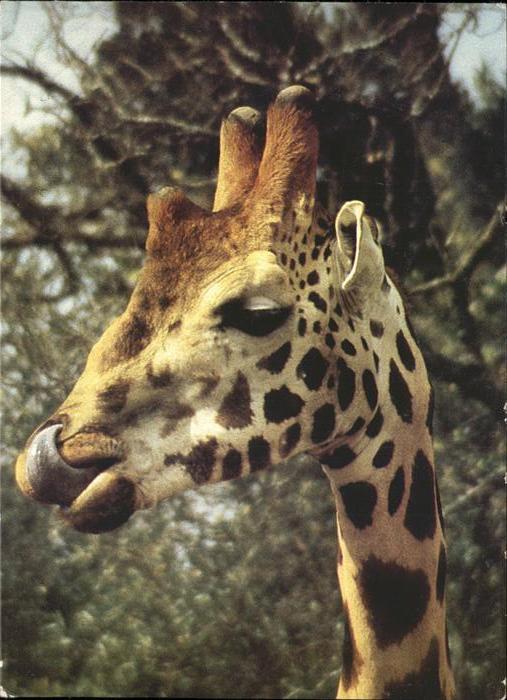 Giraffe