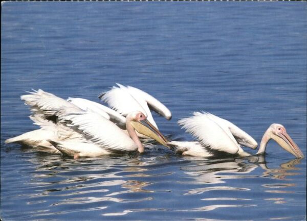 Voegel Rosapelikan Pelican blan Pellicano Voge
