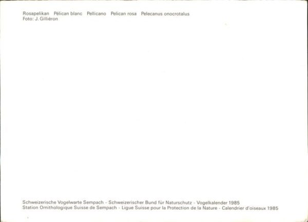 Voegel Rosapelikan Pelican blan Pellicano Voge – Bild 2