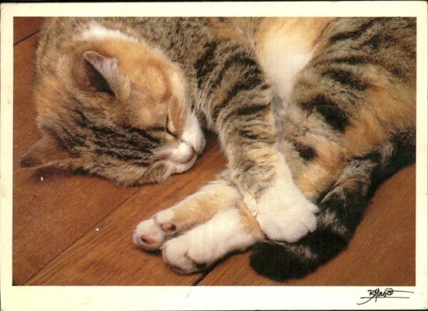 Katzen Bruno Maso