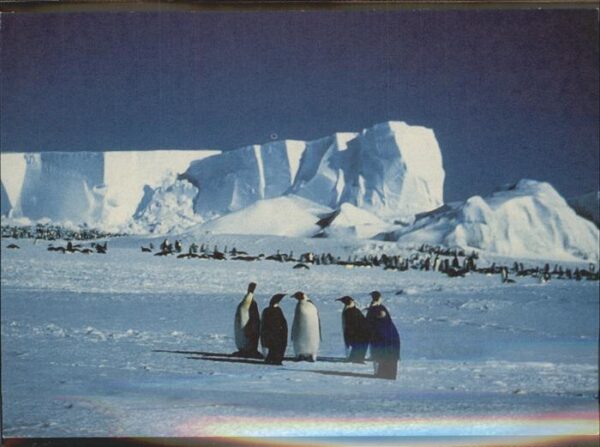 Pinguin Antarktis