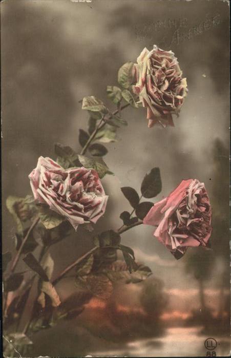 Rosen