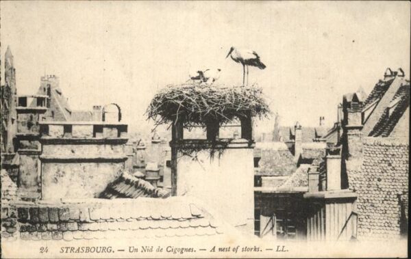 Storch Strasbourg Nid de Cigognes