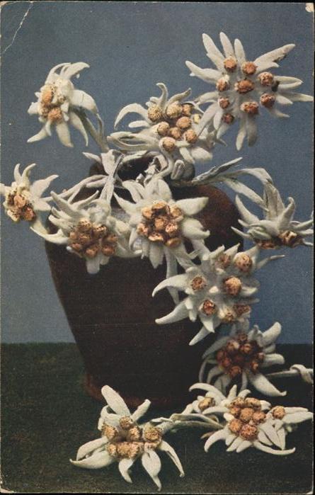 Edelweiss Leontopodium alpinium