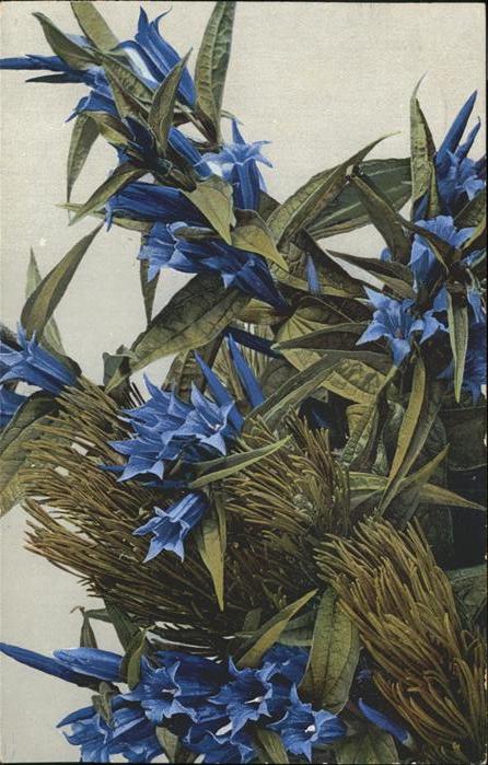 Verlag Photochromie Nr. 488 Blumen