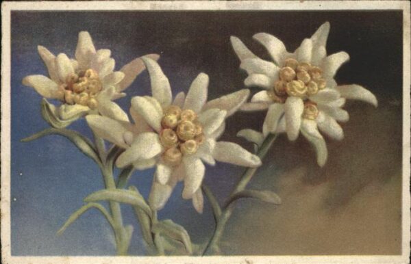 Edelweiss Edelvais Feldpost