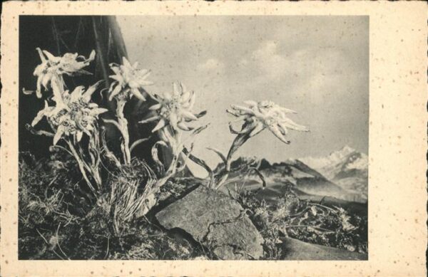 Edelweiss
