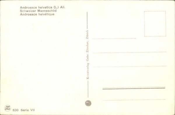 Kuenstlerkarte W. Früh Nr. 630 Schweizer Mannsschild – Bild 2