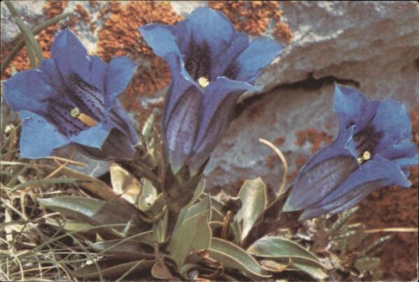 Blumen Gentiane