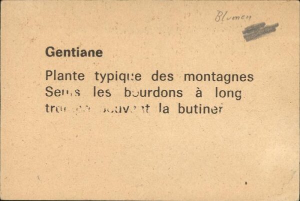 Blumen Gentiane – Bild 2