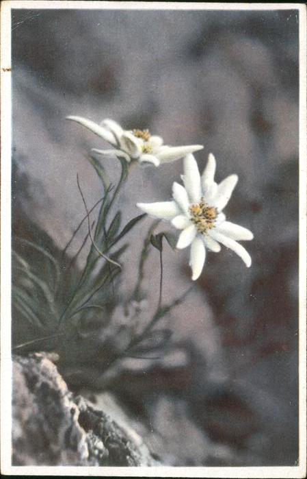 Edelweiss Leontopodium alpinum