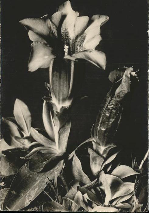 Blumen Enzian Gentiana excisa