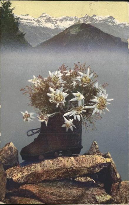 Edelweiss Schuh