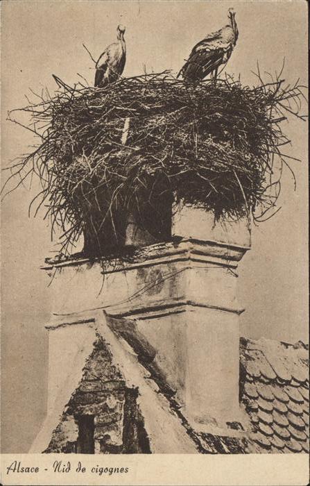 Storch Alsace Nid de cigognes