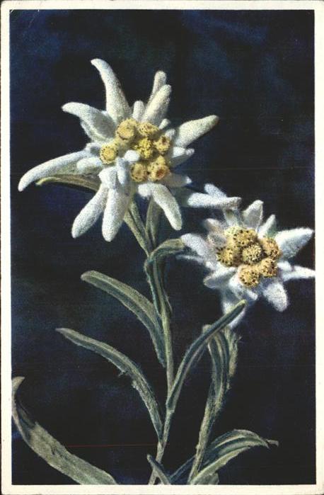 Edelweiss Leontopodium alpinum
