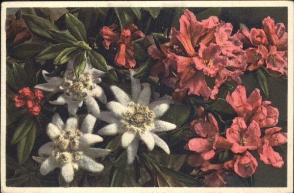 Edelweiss Rostblättrige Alpenrose