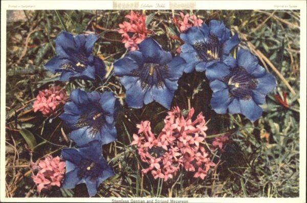 Blumen Stengelloser Enzian Stainröschen