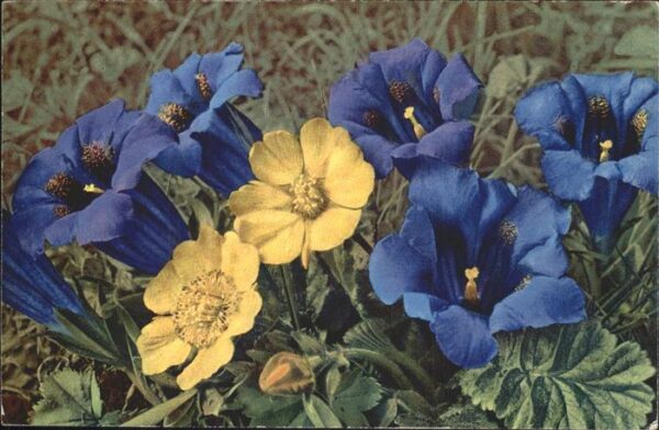 Blumen Enzian Bergnelkwurz