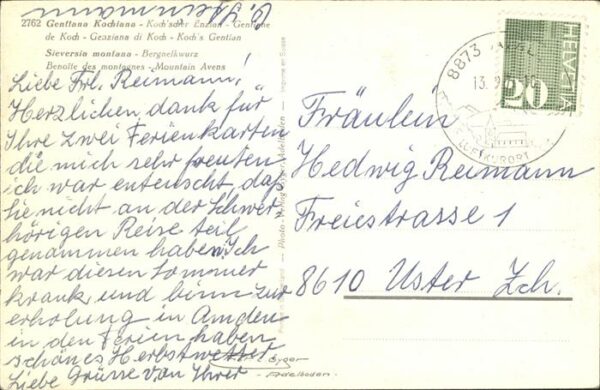 Blumen Enzian Bergnelkwurz – Bild 2