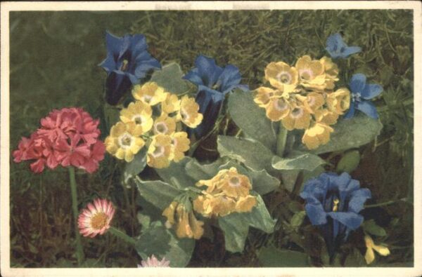 Blumen Gentiana Clusii Gentiana Verna Primula
