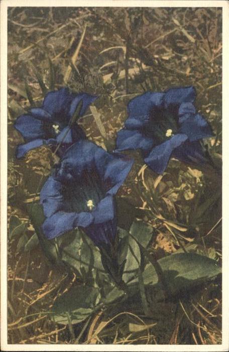 Blumen Stengelloser Enzian