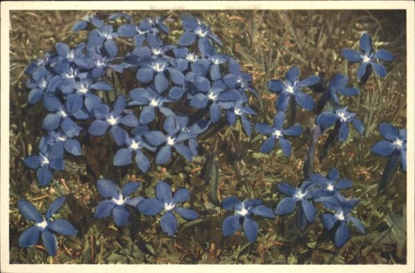 Blumen Frühlingsenzian