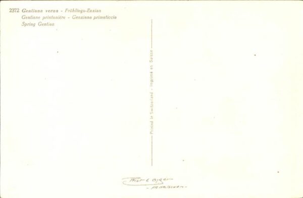 Blumen Frühlingsenzian – Bild 2