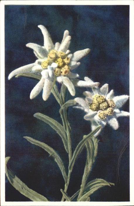 Edelweiss Leontopodium alpinum