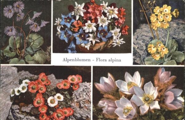 Blumen Alpen Soldanella Enzian Alpenrose Anemo