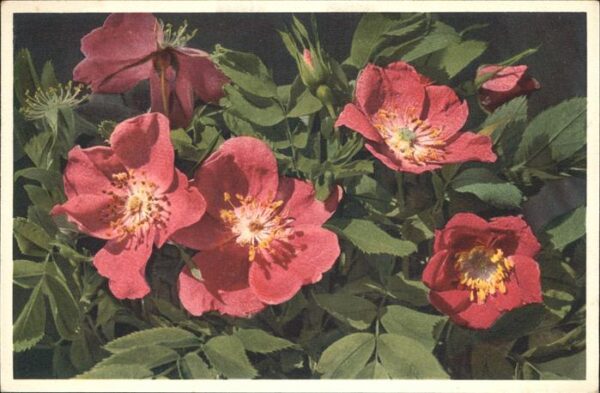 Blumen Alpen-Heckenrose