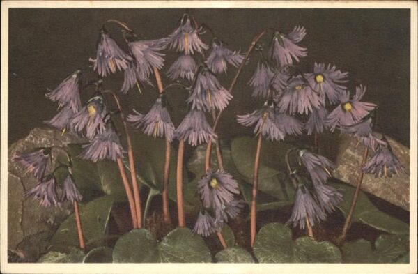 Blumen Soldanelle Soldanella