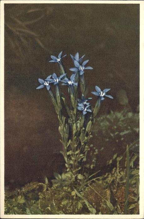 Blumen Schnee-Enzian